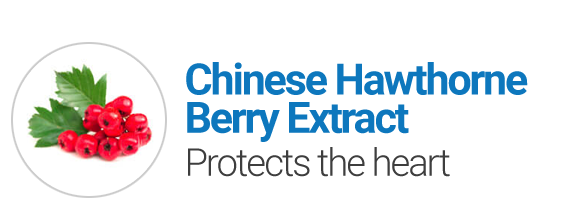 Chinese Hawthorne Berry Extract